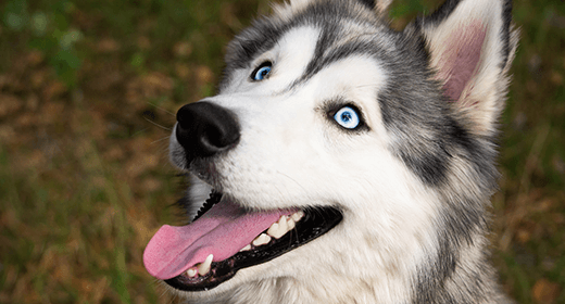 How Diet Helps Your Dog’s Teeth mobile