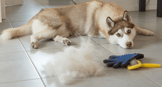 How to Handle Your Adult Dog’s Shedding-mobile
