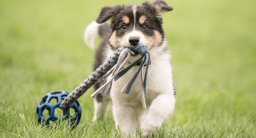 Train Your Puppy Like a Pro-mobile