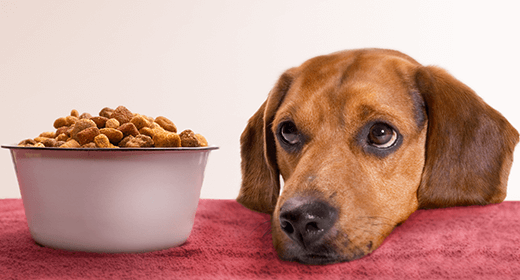 Puppy Basics: Switching Your Puppy’s Food mobile