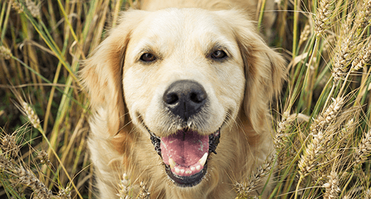 Wheat for dogs cheap