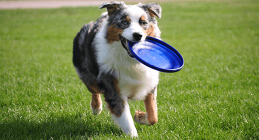 How to Help Your Dog Lose Weight mobile