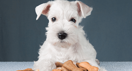 What to feed a teething on sale puppy