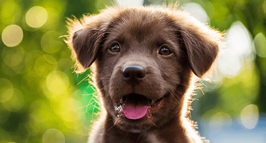 Puppy Basics: Health Care Essentials-mobile