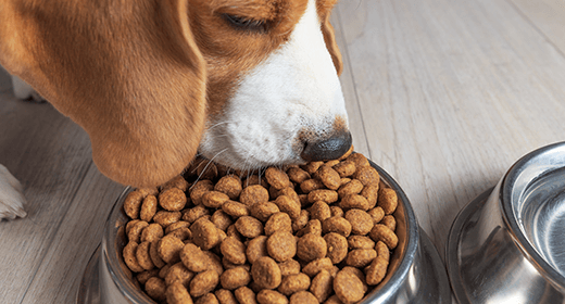 At what age do you switch from puppy food to dog food top
