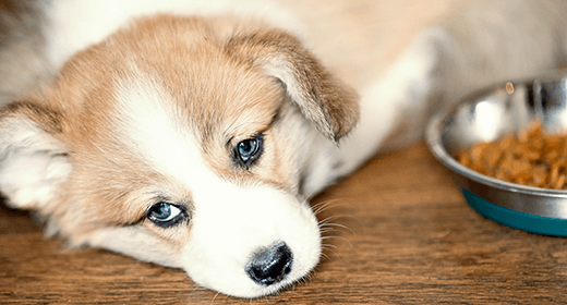 Dog Not Eating Tips for Picky Eaters IAMS