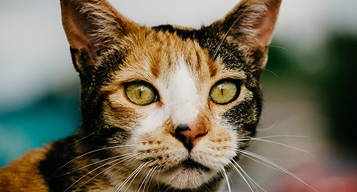 Why Ethoxyquin Is Important for Your Cat’s Health