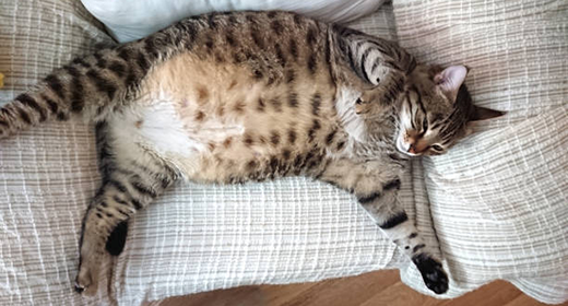 What to feed sales a pregnant cat