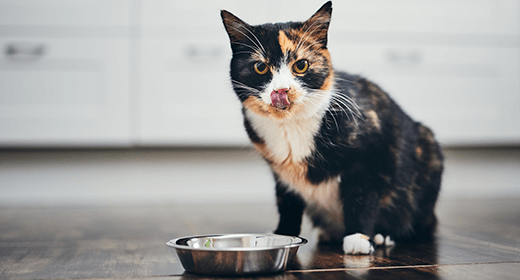Is Your Cat a Picky Eater? Try These Cat Feeding Tips!