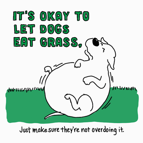 eatgrass fr-dog